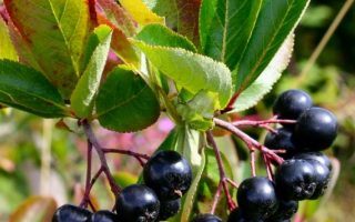 Aronia prunifolia 'Nero'