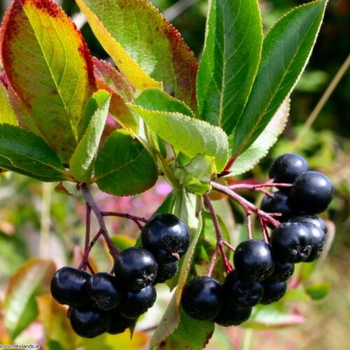 Aronia prunifolia 'Nero' - Obrázek 1