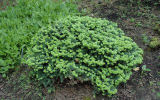 Abies balsamea 'Nana'