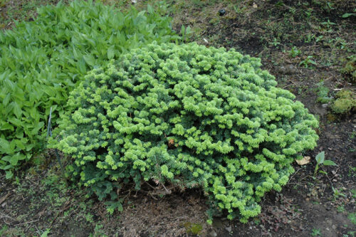 Abies balsamea 'Nana' - Obrázek 1