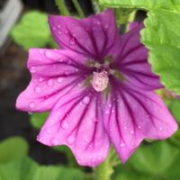 Malva sylvestris