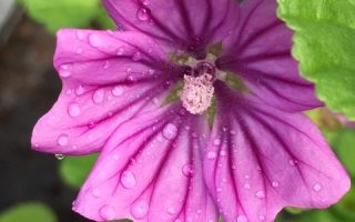Malva sylvestris