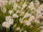 Pennisetum alopecuroides 'Little Bunny' - Obrázek 4