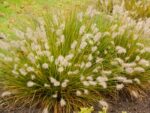Pennisetum alopecuroides 'Little Bunny' - Obrázek 3