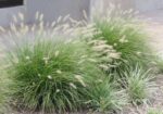 Pennisetum alopecuroides 'Little Bunny' - Obrázek 2