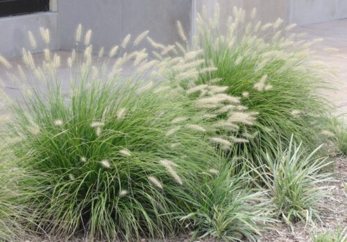 Pennisetum alopecuroides 'Little Bunny' - Obrázek 2