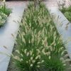 Pennisetum alopecuroides 'Little Bunny' - C3L