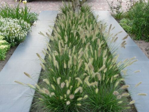Pennisetum alopecuroides 'Little Bunny' - Obrázek 1