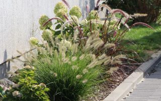 Pennisetum alopecuroides 'HAMELN'