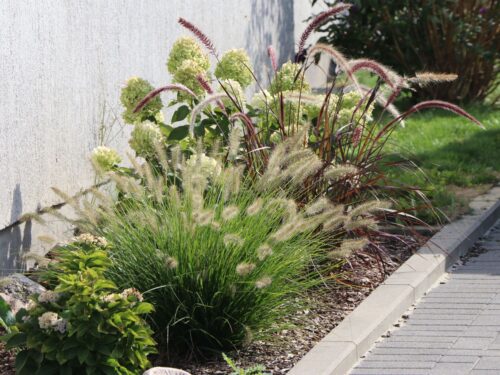 Pennisetum alopecuroides 'HAMELN' - Obrázek 1
