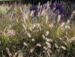 Pennisetum alopecuroides 'HAMELN' - Obrázek 3