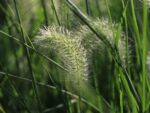 Pennisetum alopecuroides 'HAMELN' - Obrázek 4