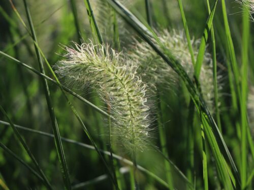 Pennisetum alopecuroides 'HAMELN' - Obrázek 4