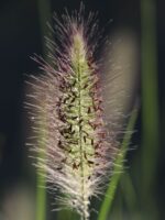 Pennisetum alopecuroides 'HAMELN' - Obrázek 2