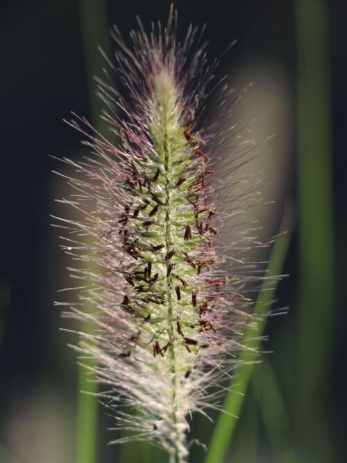 Pennisetum alopecuroides 'HAMELN' - Obrázek 2