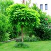 Catalpa bignonioides 'NANA' - KM 225CM, OK 10-12CM, C30L