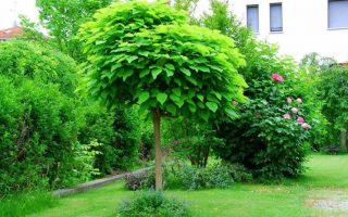 Catalpa bignonioides 'NANA'