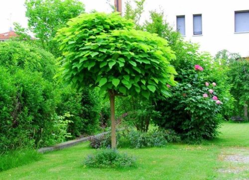 Catalpa bignonioides 'NANA' - Obrázek 1