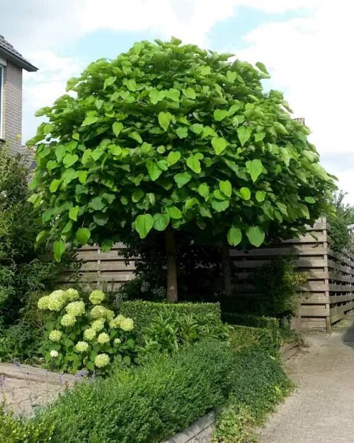 Catalpa bignonioides 'NANA' - Obrázek 2