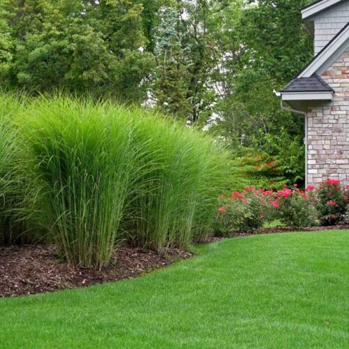 Miscanthus sinensis 'Gracillimus' - Obrázek 1