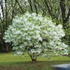 Chionanthus virginicus - C10L, v. 80-100 CM