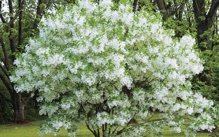 Chionanthus virginicus