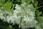 Chionanthus virginicus - Obrázek 3