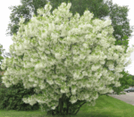 Chionanthus virginicus - Obrázek 5