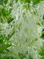 Chionanthus virginicus - Obrázek 2