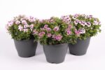 Pelargonium grandiflorum Bella Donna Angel, P 23 / C5L