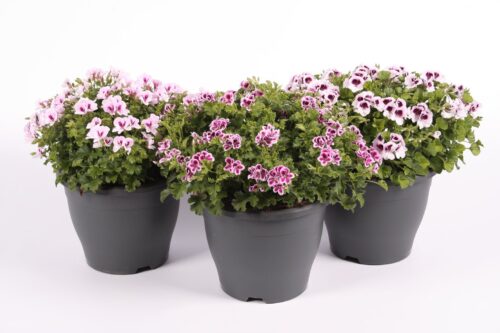 Pelargonium grandiflorum Bella Donna Angel, P 23 / C5L - Obrázek 1
