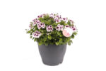 Pelargonium grandiflorum Bella Donna Angel, P 23 / C5L - Obrázek 2