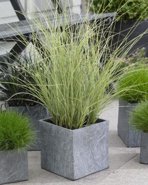 Miscanthus sinensis 'Morning Light' - Obrázek 2