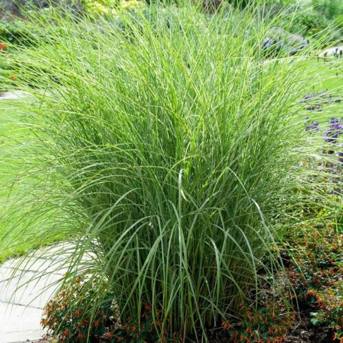 Miscanthus sinensis 'Morning Light' - Obrázek 1
