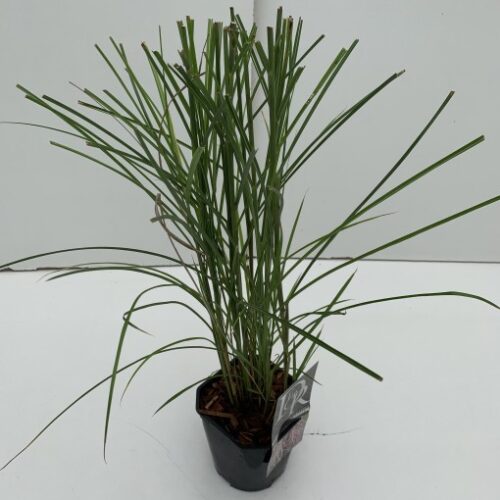 Miscanthus sinensis 'Red Cloud' - Obrázek 3
