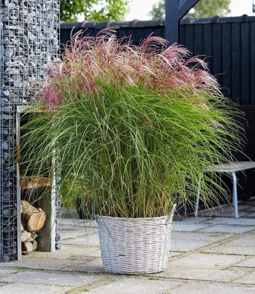 Miscanthus sinensis 'Red Cloud' - Obrázek 1
