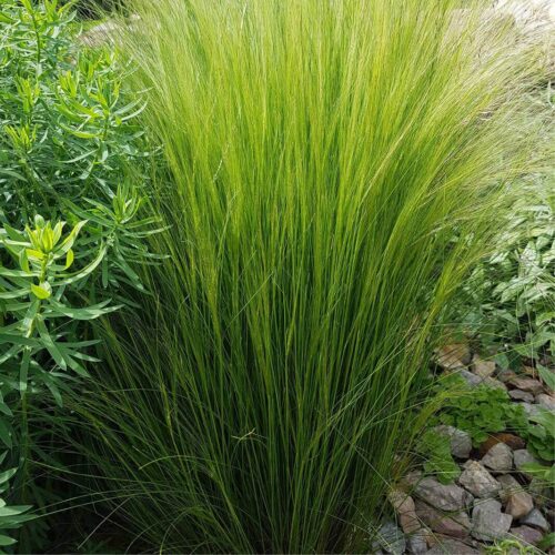Stipa tenuissima 'Pony Tails' - Image 1