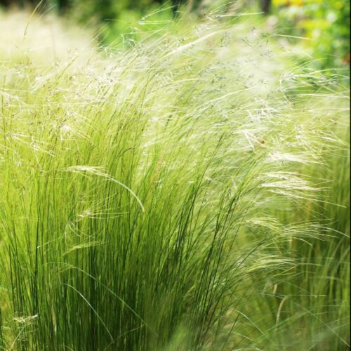 Stipa tenuissima 'Pony Tails' - Image 2