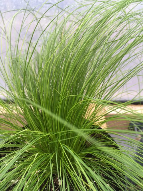 Stipa tenuissima 'Pony Tails' - Image 3