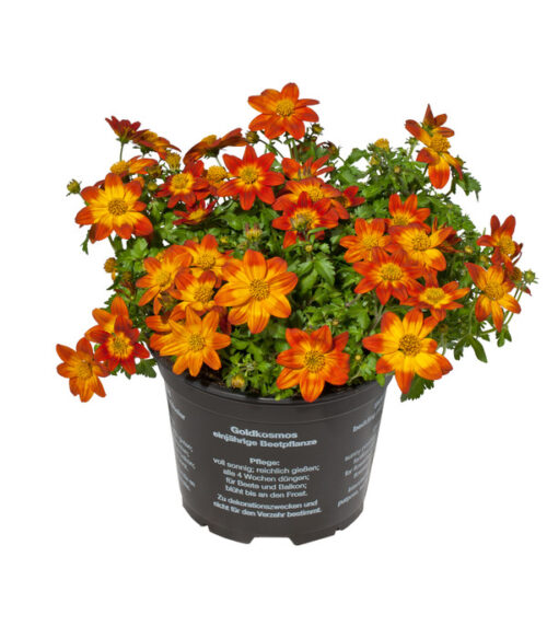 Bidens ferulifolia - velkokvětá mix - Obrázek 2