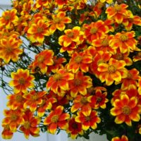 Bidens ferulifolia - velkokvětá mix