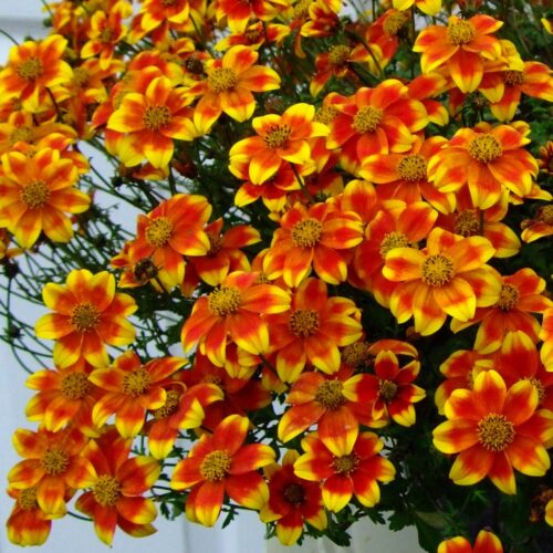 Bidens ferulifolia - velkokvětá mix - Obrázek 1
