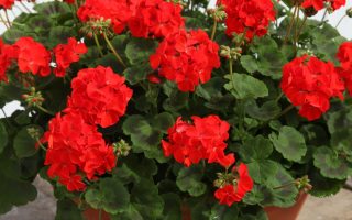 Pelargonium zonale Muškát vzpřímený, K 12