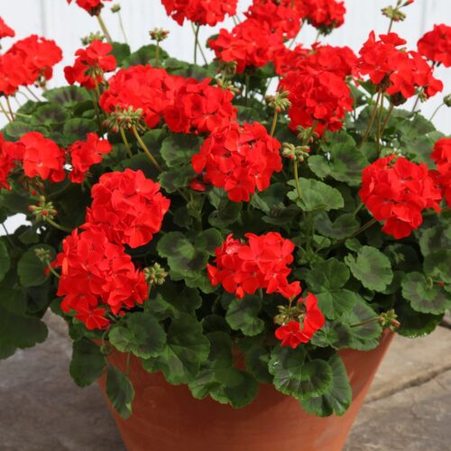 Pelargonium zonale Muškát vzpřímený, K 12 - Obrázek 1