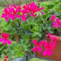 Pelargonium peltatum Muškát převislý, jednoduchý, P 12