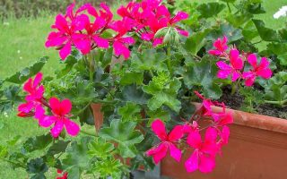 Pelargonium peltatum Muškát převislý, jednoduchý, P 12
