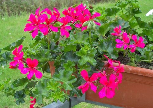 Pelargonium peltatum Muškát převislý, jednoduchý, P 12 - Obrázek 1