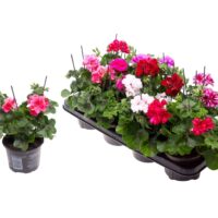 Pelargonium peltatum Muškát převislý, P 11 – plnokvětý