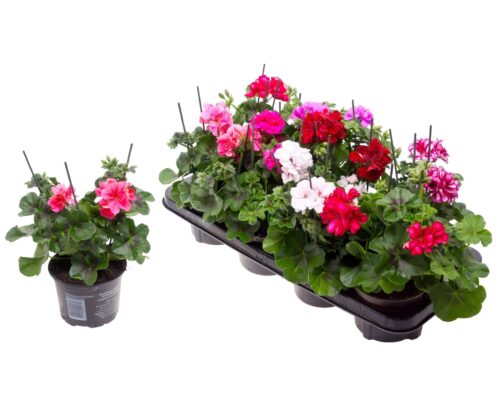 Pelargonium peltatum Muškát převislý, P 11 – plnokvětý - Obrázek 1