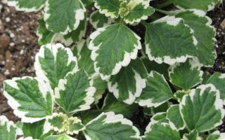 Plectranthus forsteri, P11